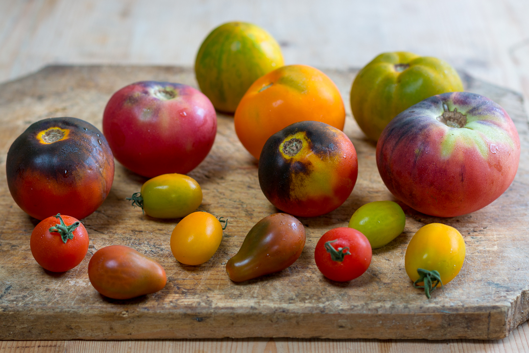 Local Organic Heirloom Tomatoes