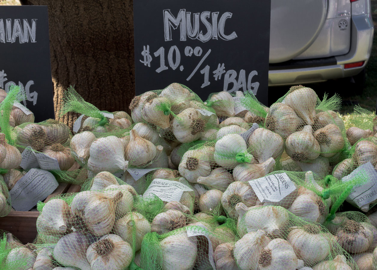“Music” Hardneck Garlic for sale at the Hudson Valley Garlic Festival