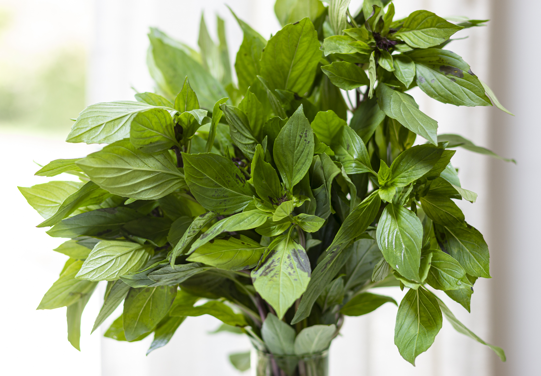 Thai Basil Pesto and what to do with it A Zest for Life