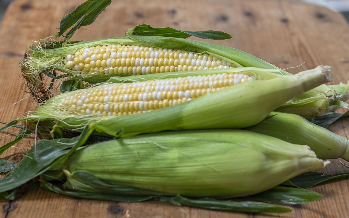 Butter & Sugar Corn from Bartlett's Farm Stand, Salisbury MA 