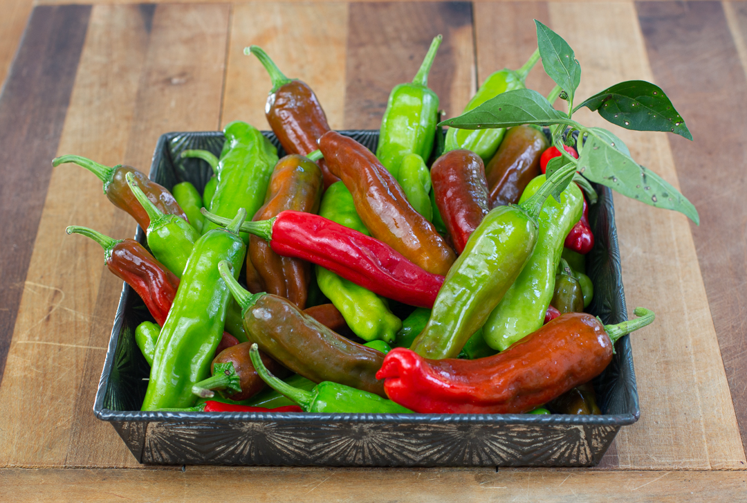 Shishito Peppers from a Farmers' Market - mixed colors 