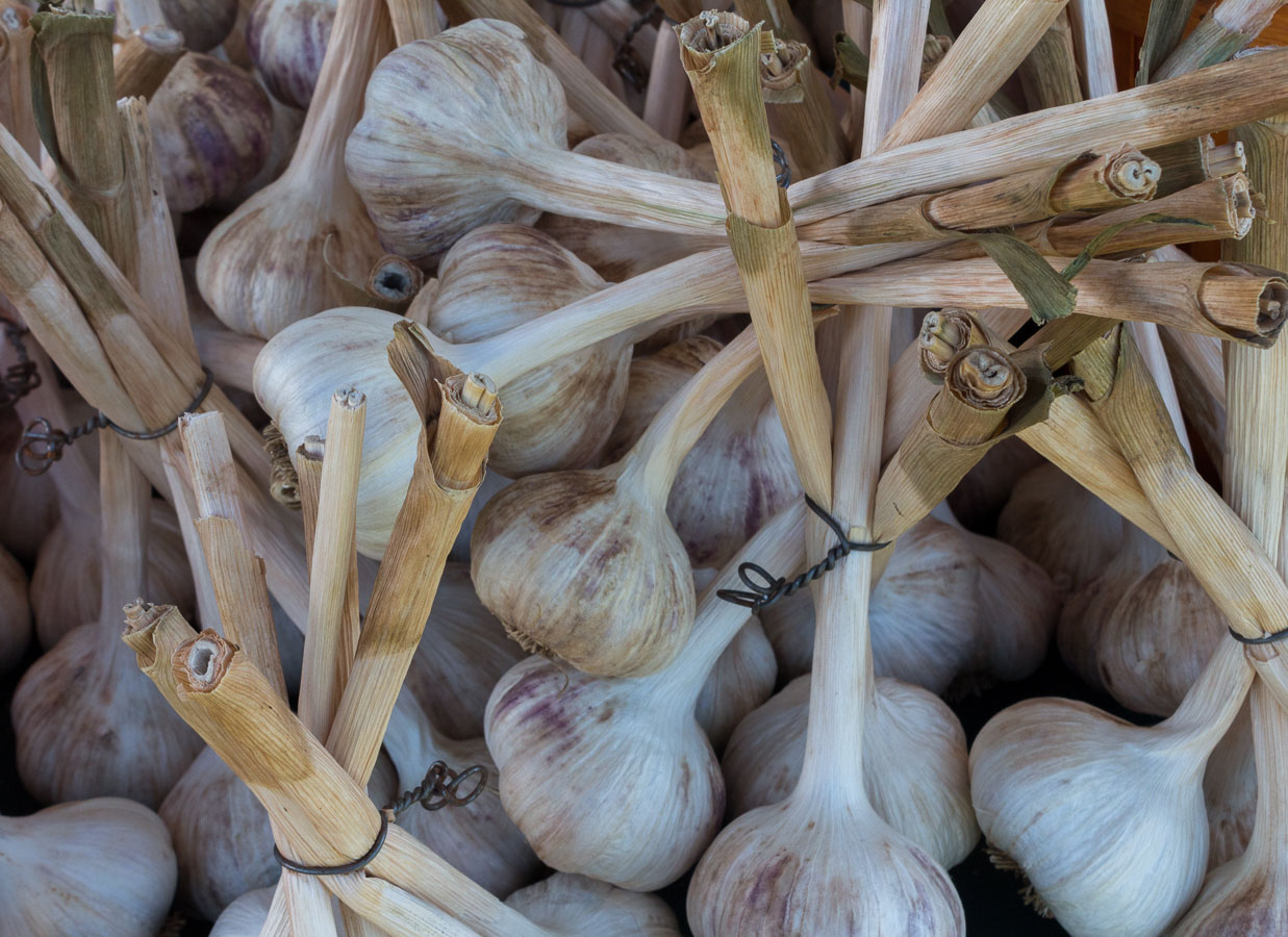 Hardneck Garlic – just harvested