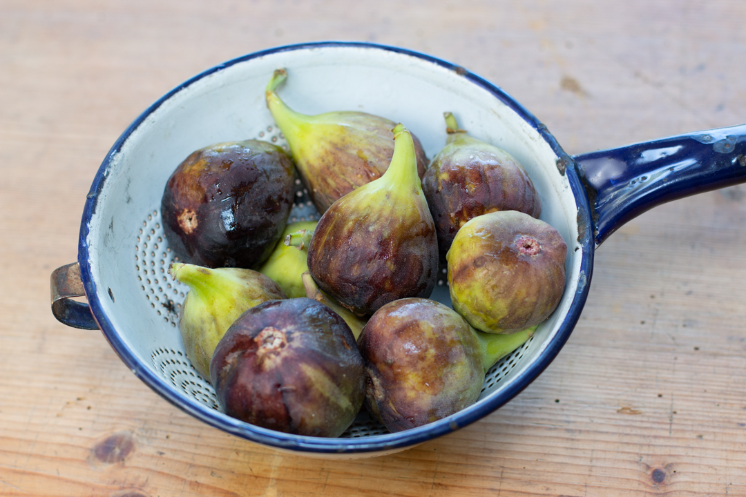 Fresh Spring Figs