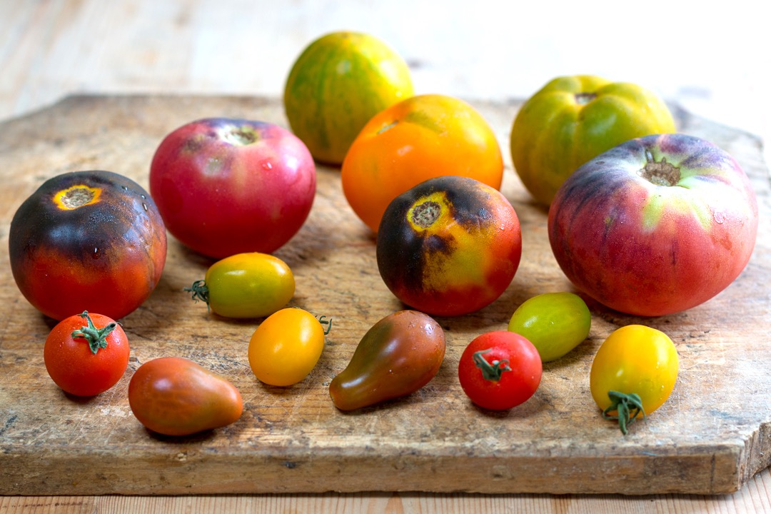 Fabulous Summer Heirloom Tomatoes